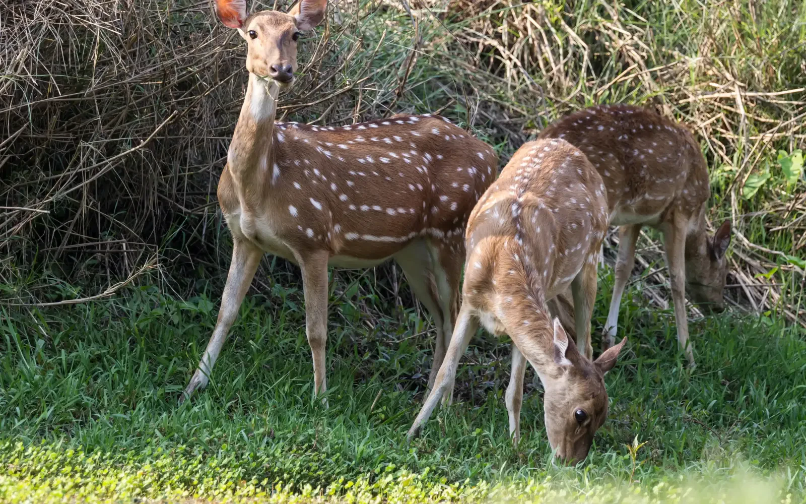 Chitwan Jungle Safari – The Ultimate Guide to Nepal’s Wildlife Adventure (2025 Update)