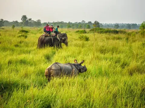 Jungle Safari