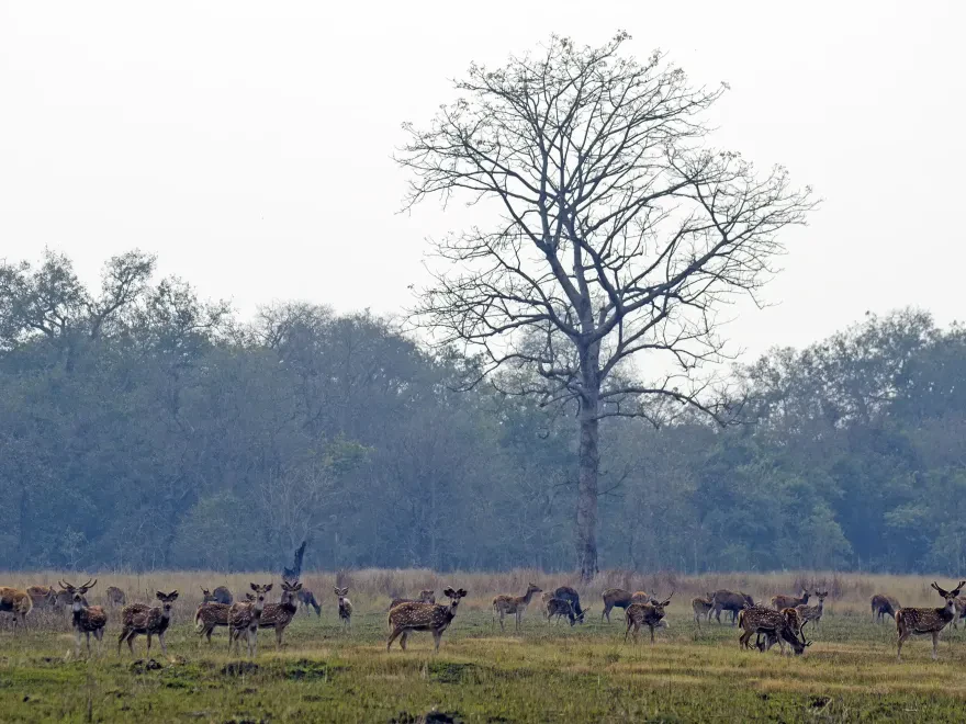 Shuklaphanta National Park 3 Night 4 Days