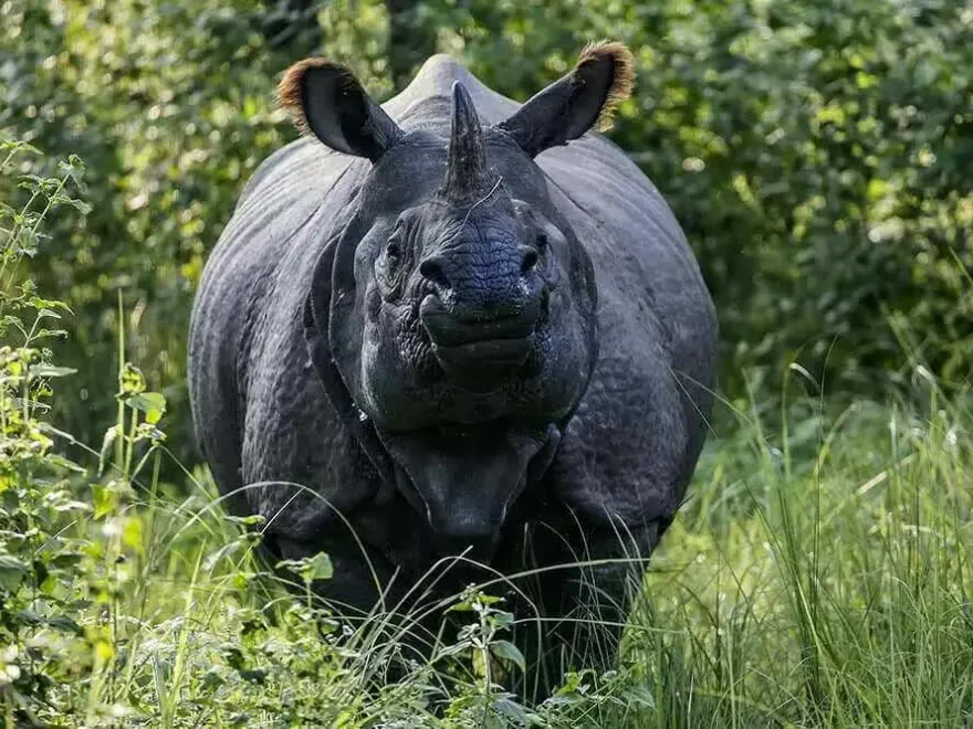Chitwan National Park 3N 4D Budget Tour