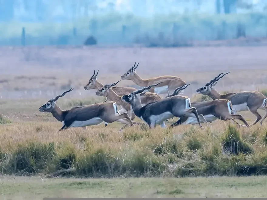 Parsa Wildlife Reserve Tour