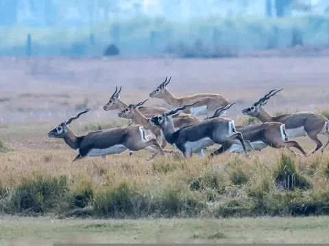 Parsa Wildlife Reserve Tour