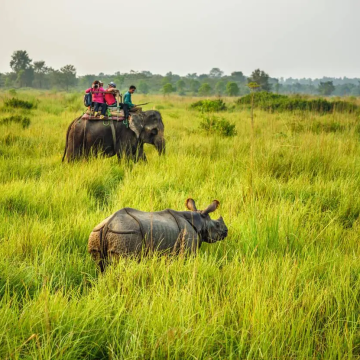 Jungle Safari