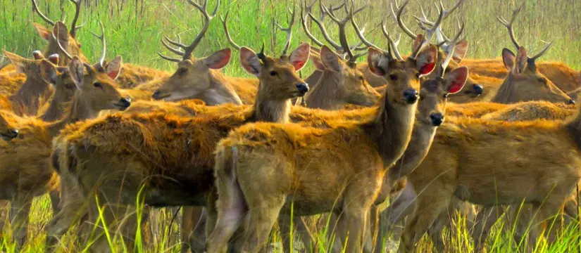Suklaphanta National Park – Nepal’s Untamed Wilderness