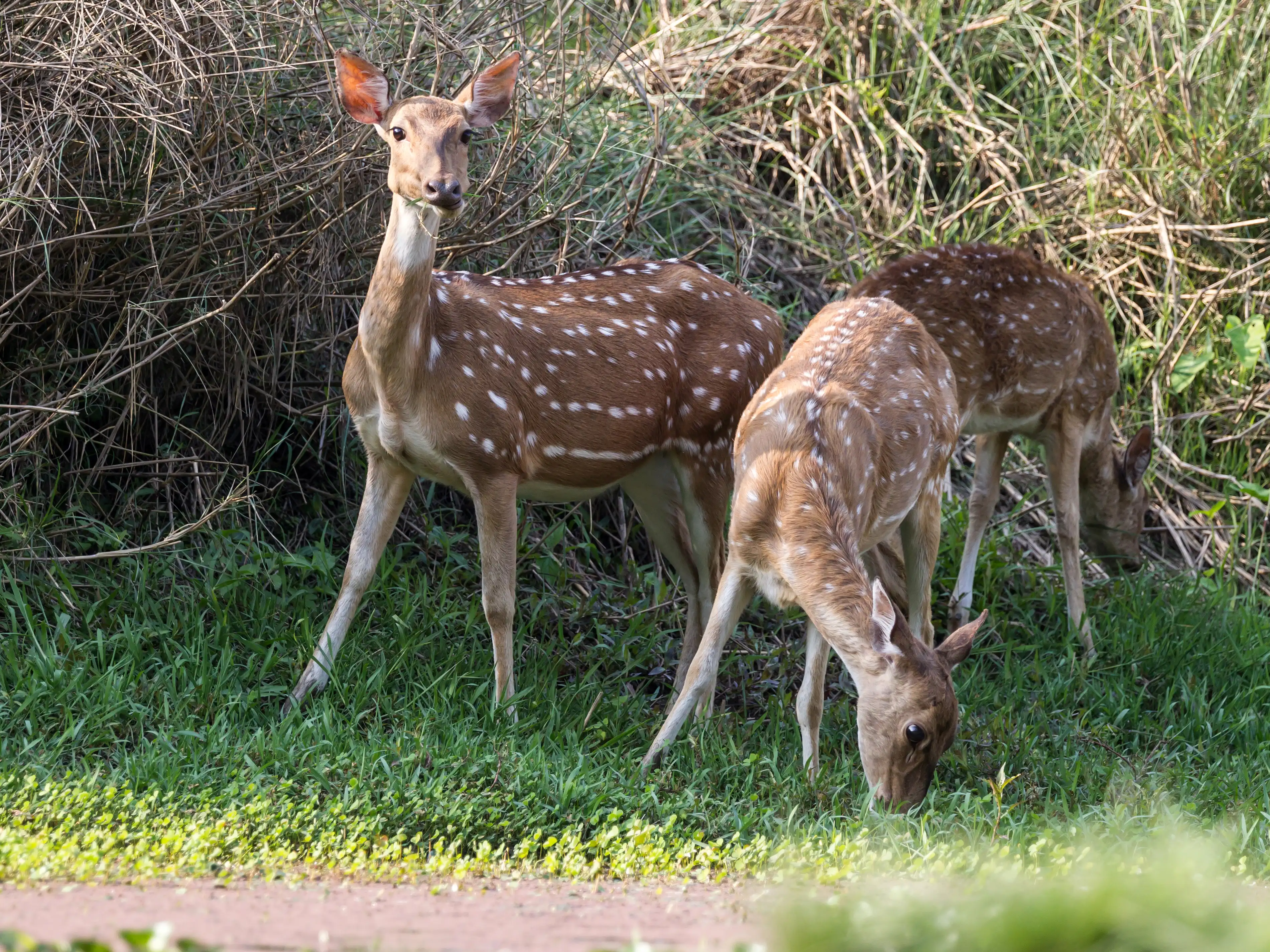 Chitwan Jungle Safari – The Ultimate Guide to Nepal’s Wildlife Adventure (2025 Update)