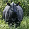 Chitwan National Park 3N 4D Budget Tour
