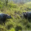 Chitwan National Park 4N 5D Budget Tour