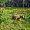Chitwan National Park 3N 4D Luxury Tour