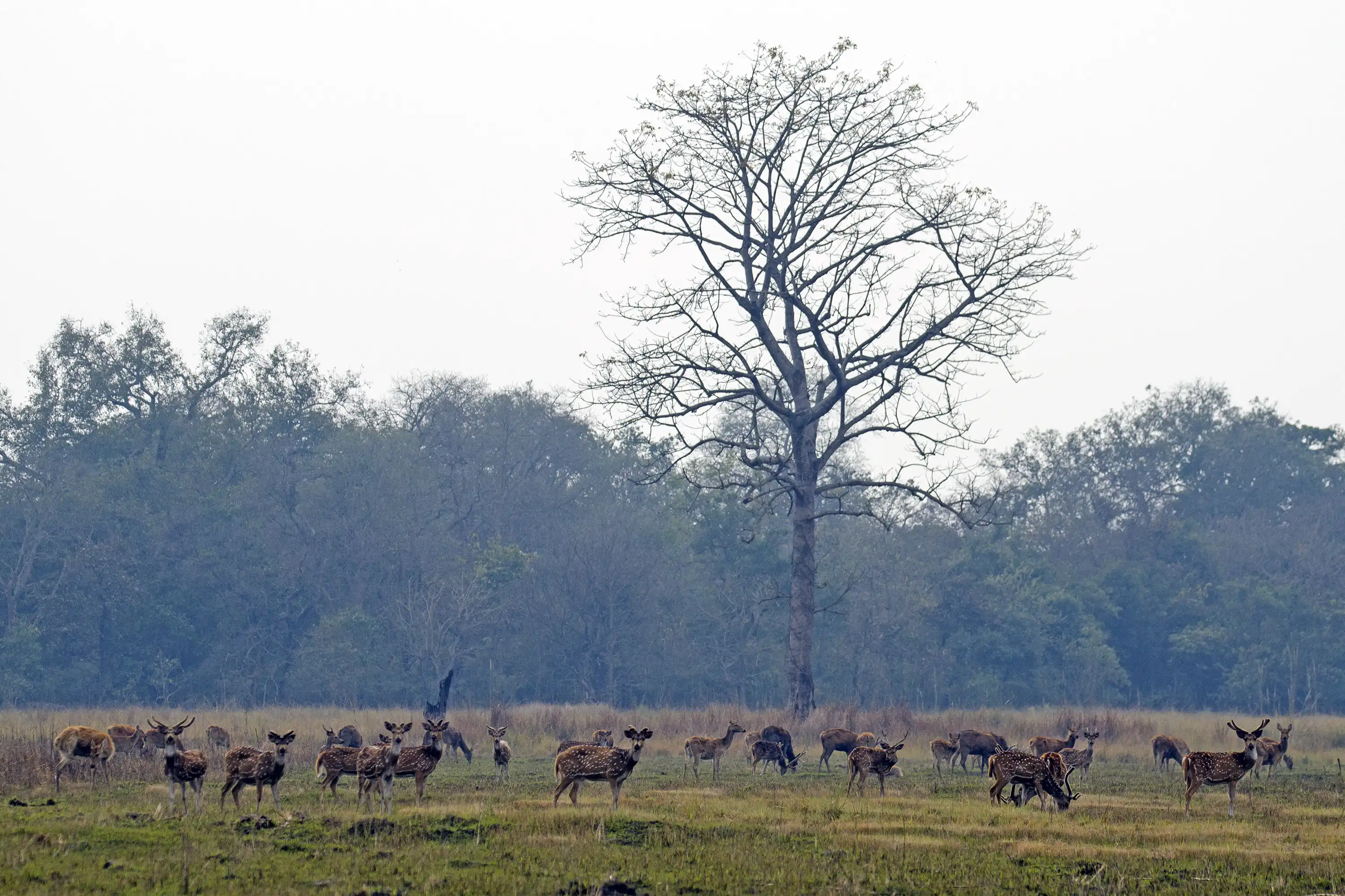 Shuklaphanta National Park 3 Night 4 Days