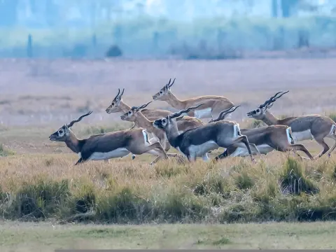 Parsa Wildlife Reserve Tour