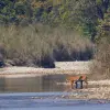 Bardiya National Park 3N 4D Tour