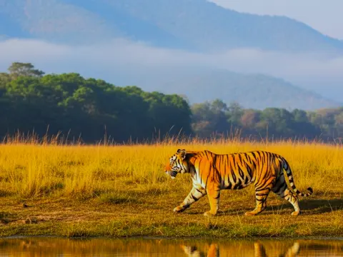 Bardiya National Park 3N 4D Tour