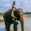 Chitwan National Park 2N 3D Luxury Tour